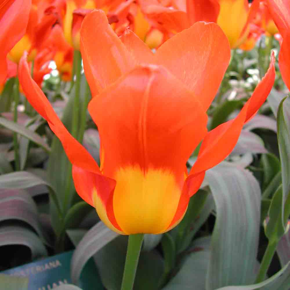 TULIP FOSTERIANA JUAN