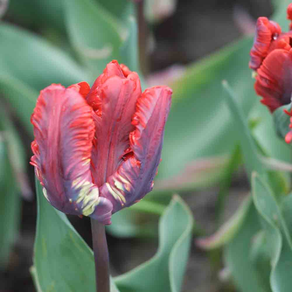 ROCOCO PARROT TULIP