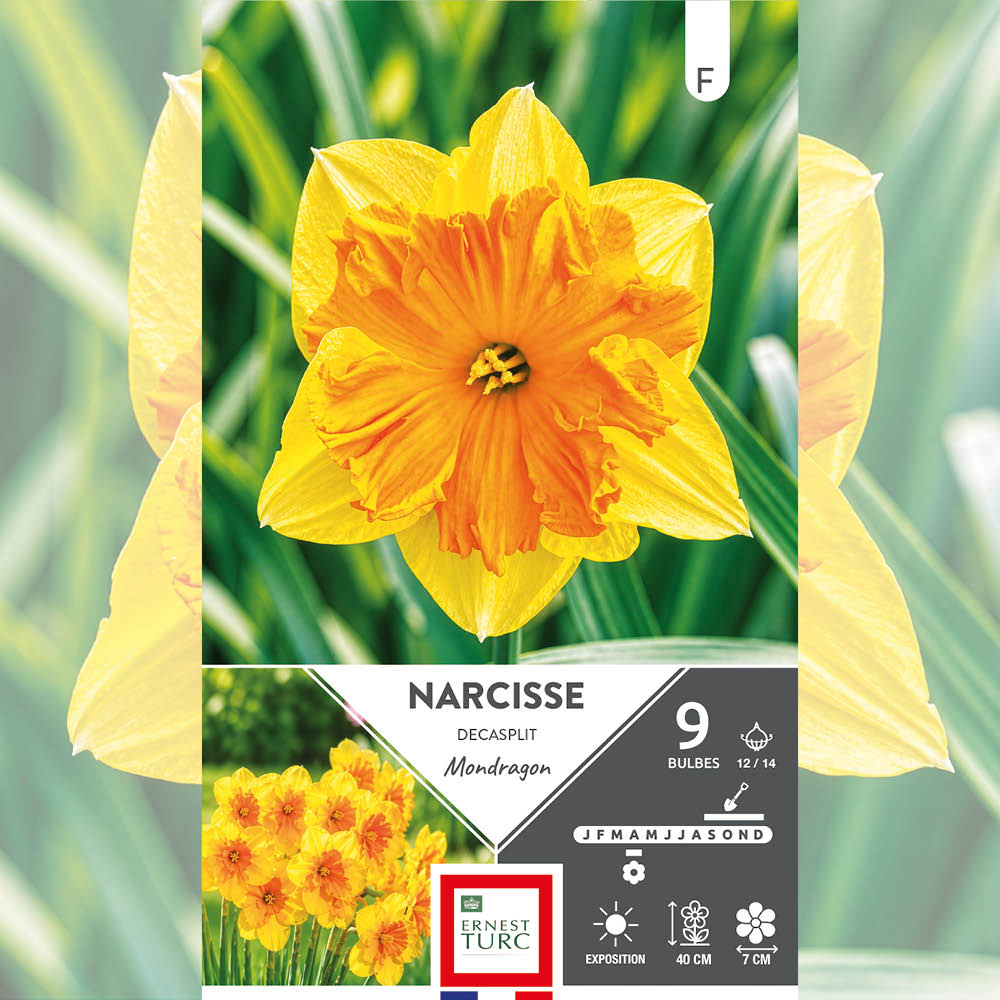 NARCISSE DECASPLIT MONDRAGON 