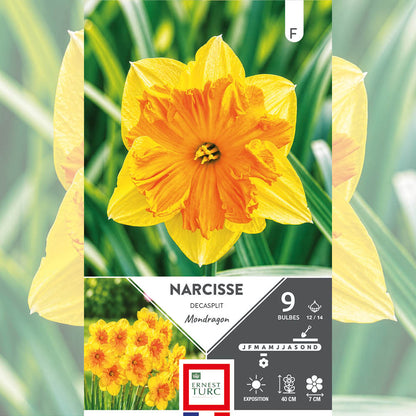 NARCISSE DECASPLIT MONDRAGON 