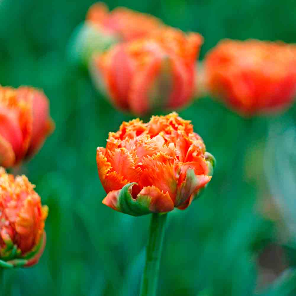 DOUBLE FRINGED TULIP BRISBANE