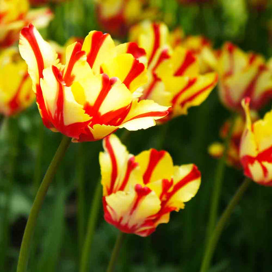 TEXAS FLAME PARROT TULPE