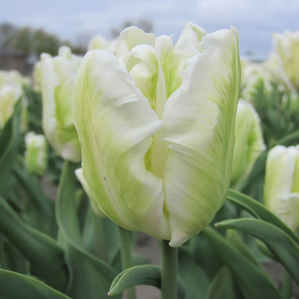 TULPE WHITE REBEL AB