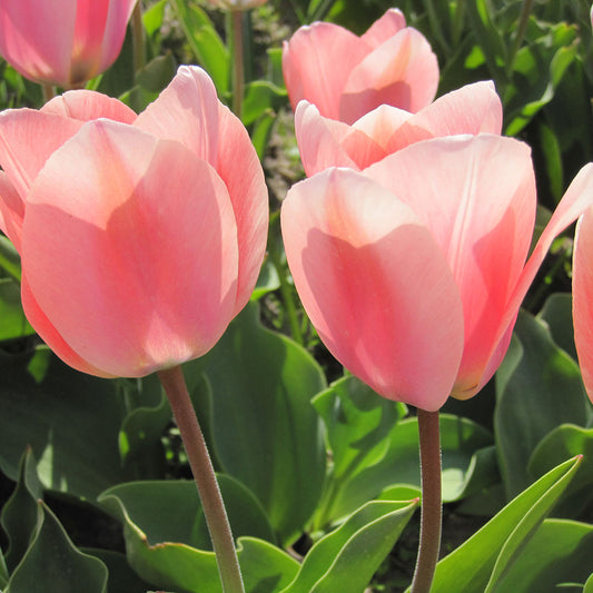 TULIP APRICONA AB