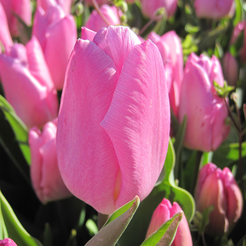TULIP PINK PRINCE AB