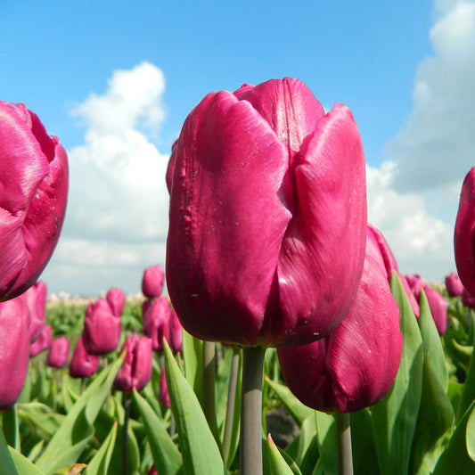 TULPE LILA PRINZ AB