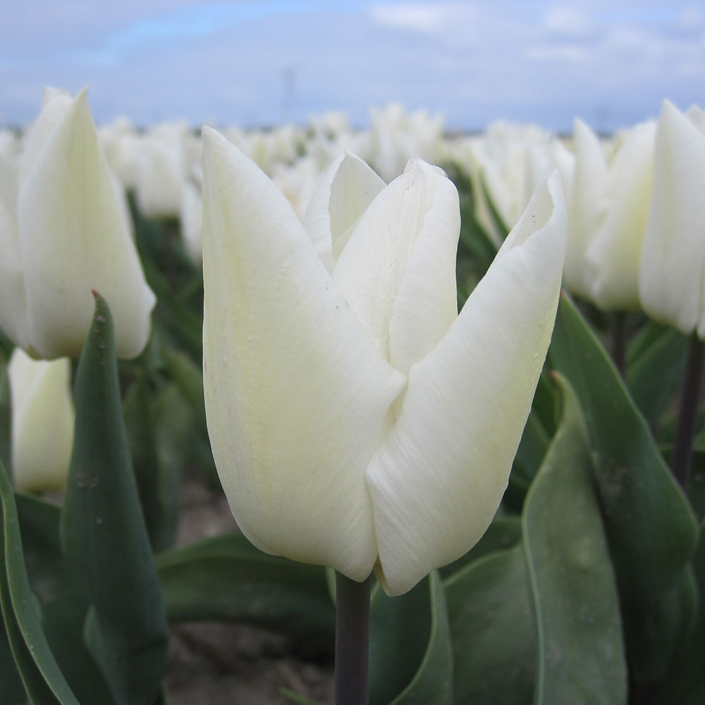 TULPE WHITE PRINCE AB