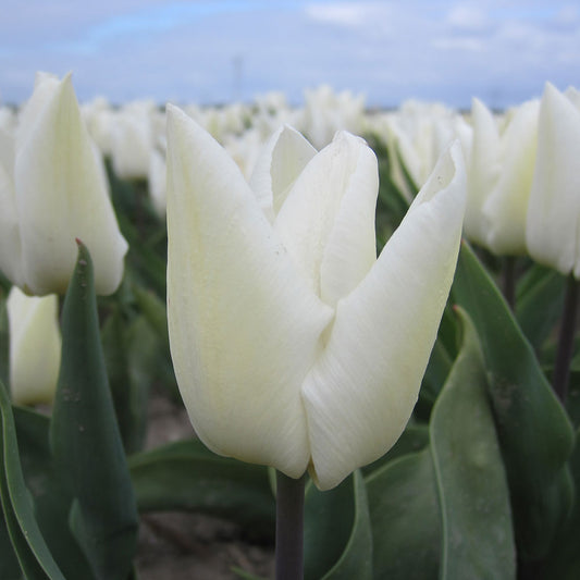 TULPE WHITE PRINCE AB