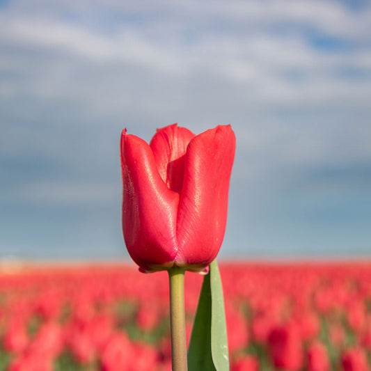 TULIP CURRY AB