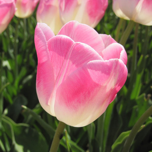 TULIP FIRST CLASS AB
