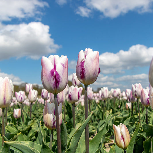 TULIP FLAMING FLAG AB