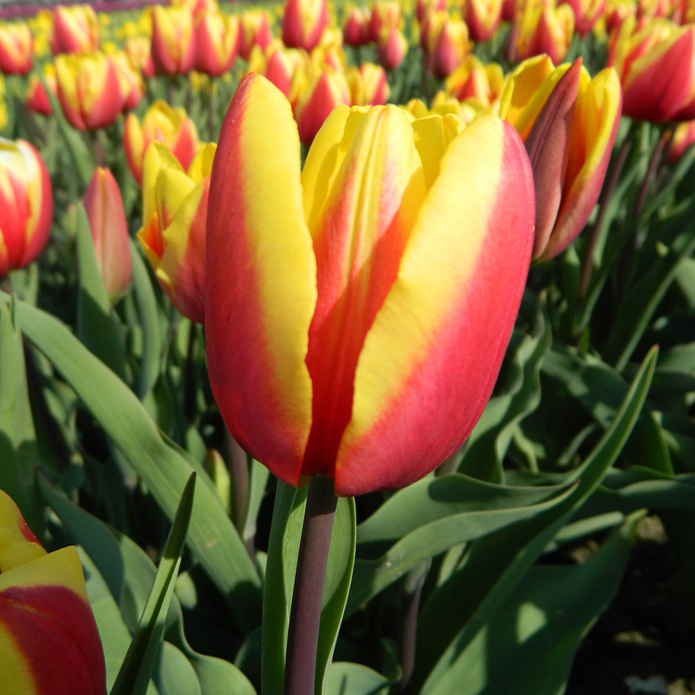 TULIP JAN SEIGNETTE AB