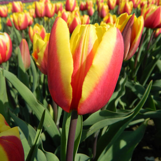 TULIP JAN SEIGNETTE AB