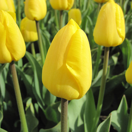 TULPE NOVI SUN AB