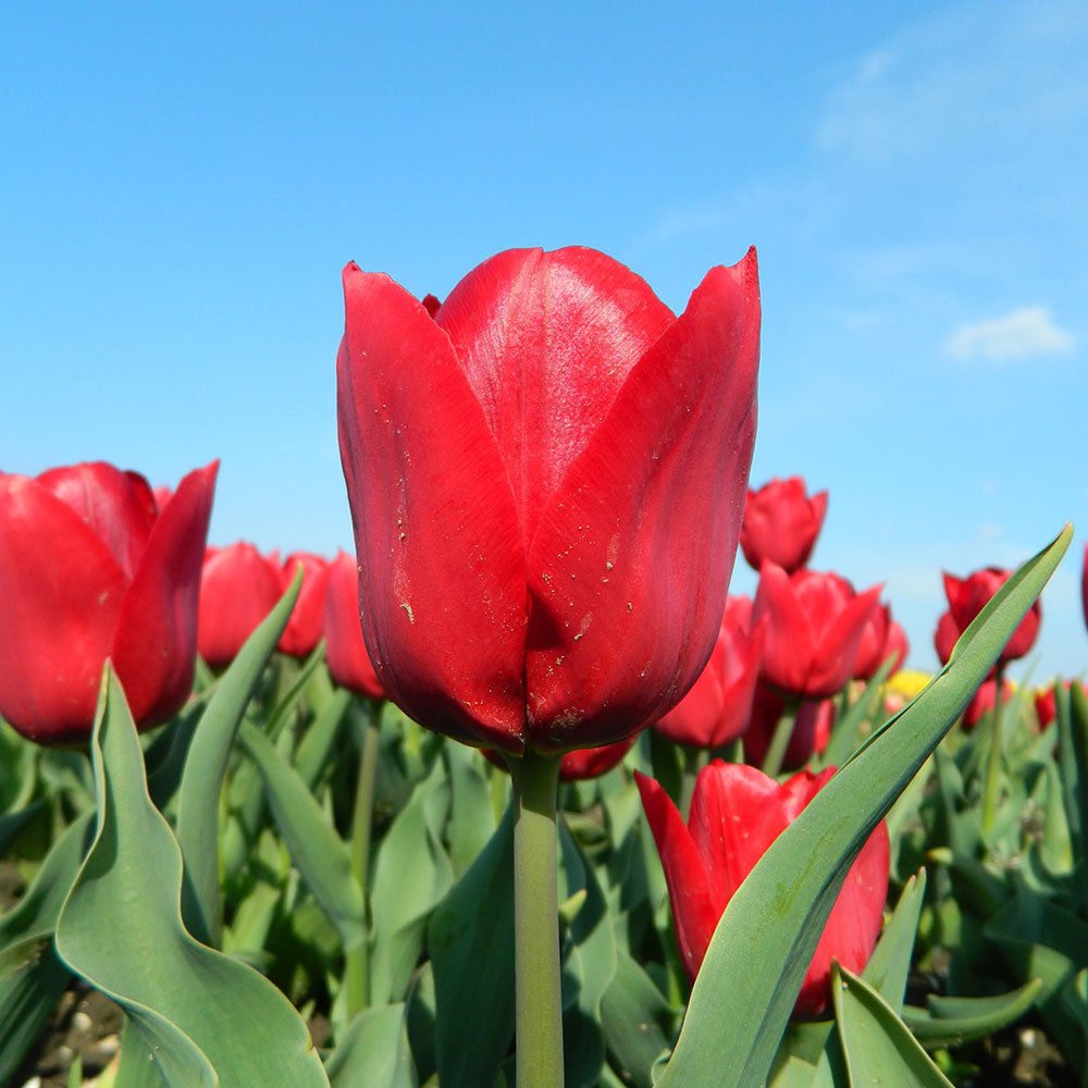 TULIP PALLADA AB