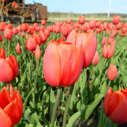 ORANGE TULPE CASSINI AB