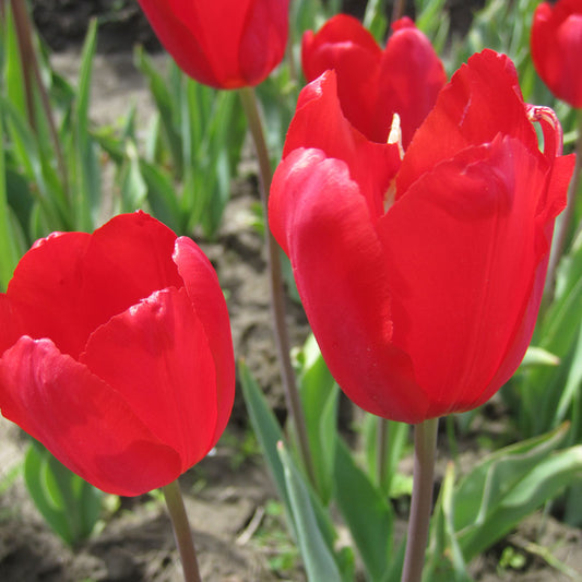 TULPE ROT GOLD AB