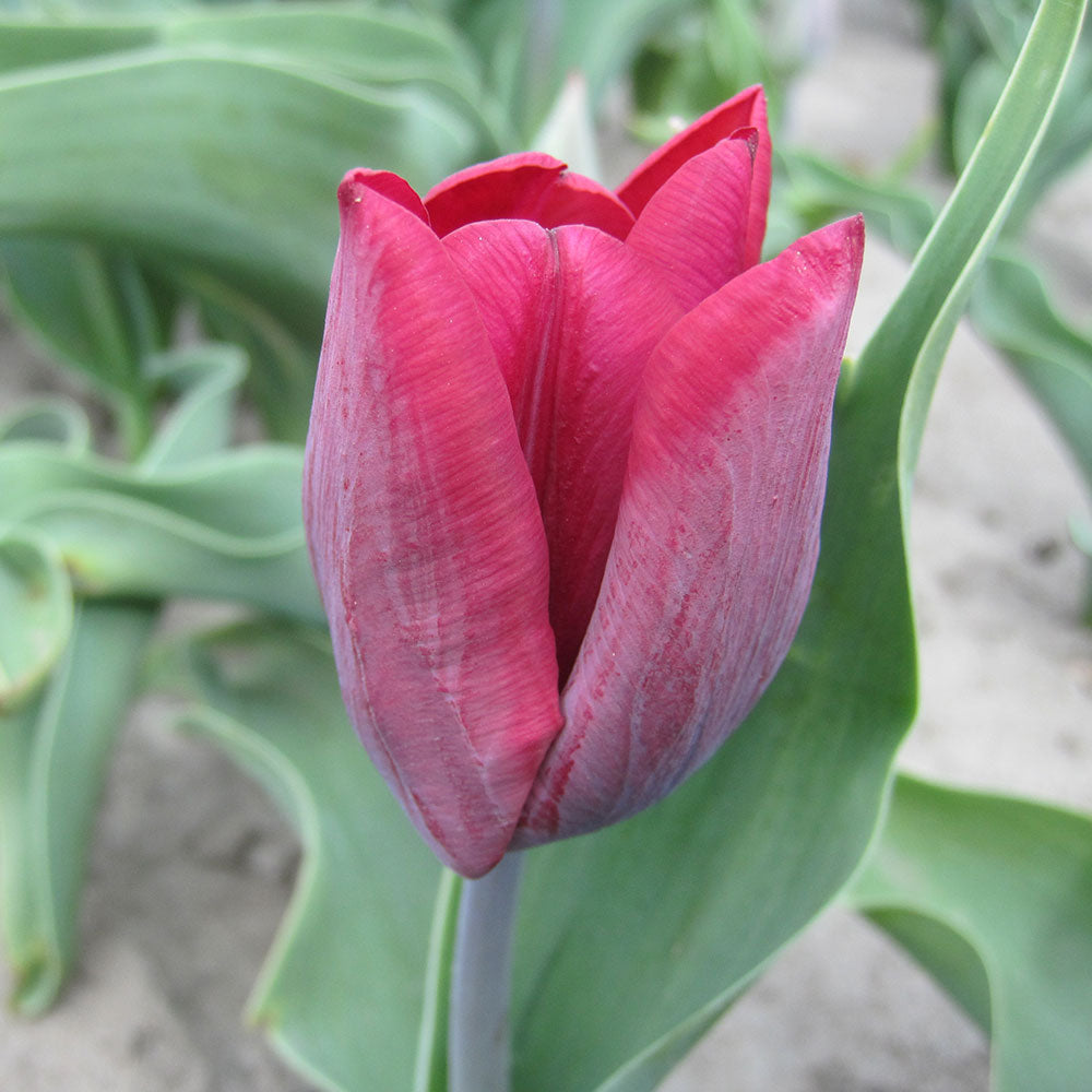 TULIP RONALDO AB