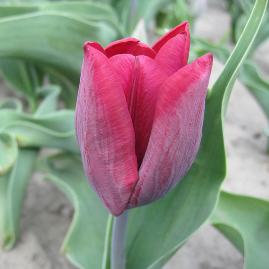 TULPE RONALDO AB