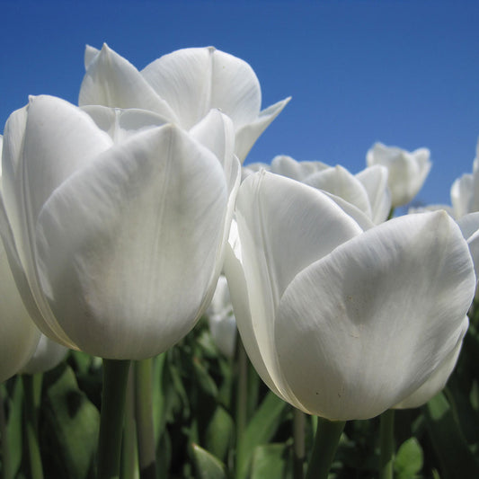 TULPE ROYAL VIRGIN AB