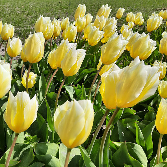 TULPE SWEETHEART AB