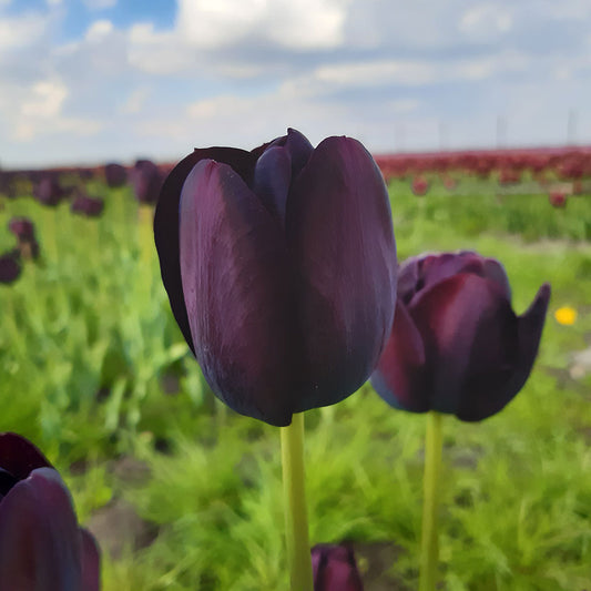 TULPENKÖNIGIN DER NACHT AB