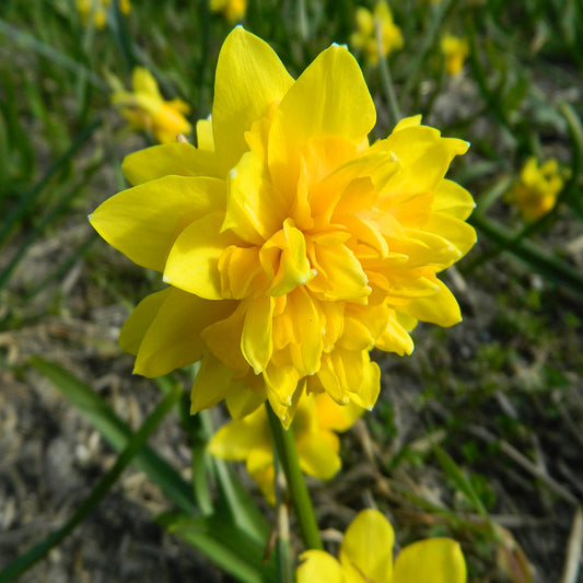 NARCISSUS ROSETTE HEAD AB