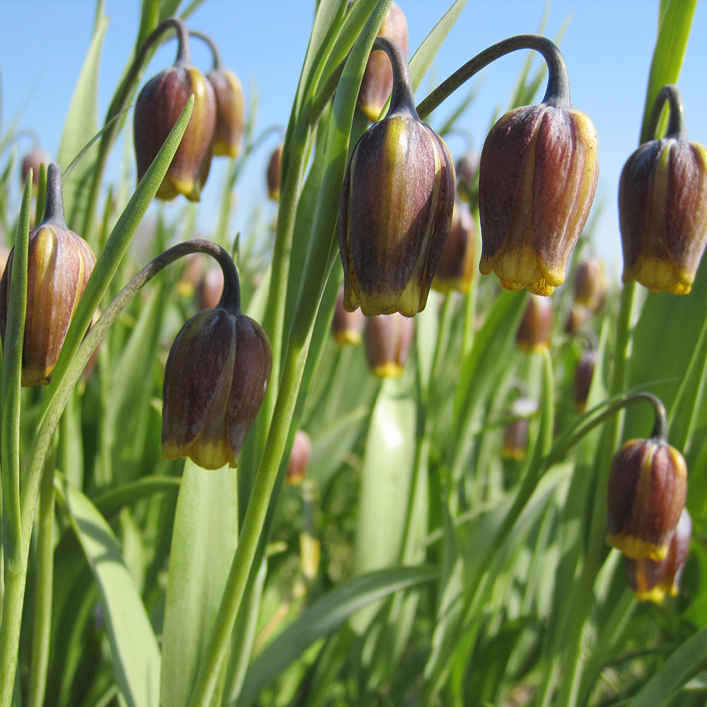 FRITILLARY UVA VULPIS AB