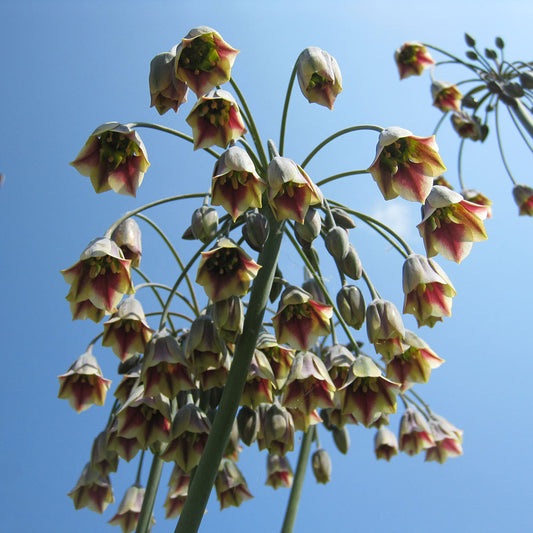 NECTORASCORDUM SICULUM BULGARIAN GARLIC AB