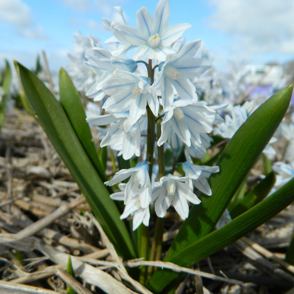 LIBANON SCILLA PUSCHKINIA LIBANOTICA AB