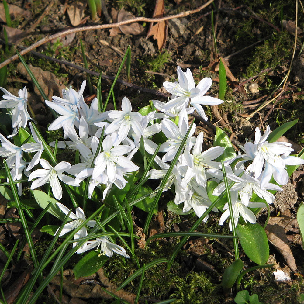 WHITE SCILLA MISCHTSCHENKOANA AB