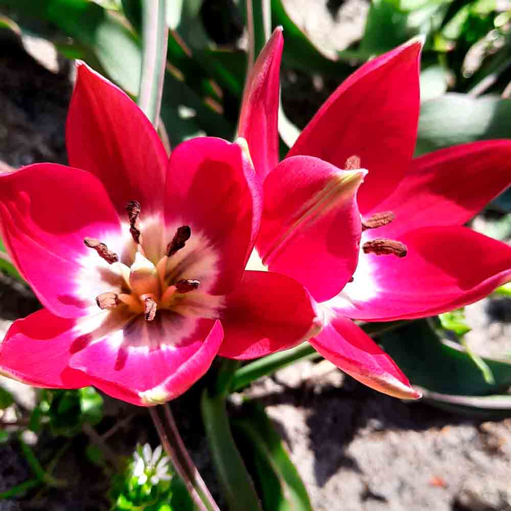 TULIP 'TINY TIMO' AB