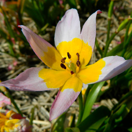 TULIPE SAXATILIS  AB 
