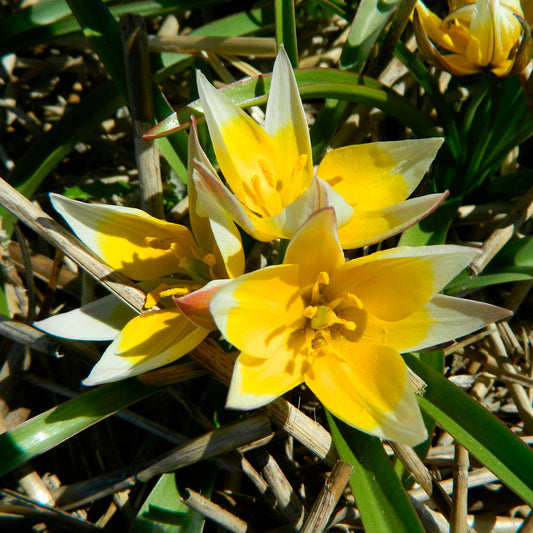 TULIPE TARDA AB 