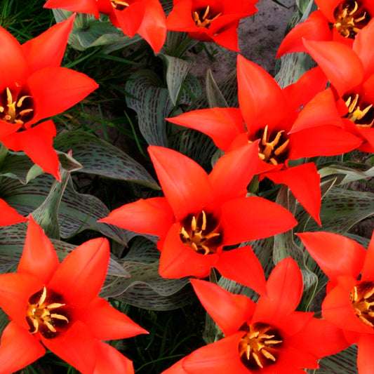 TULIPE PEDRO AB 