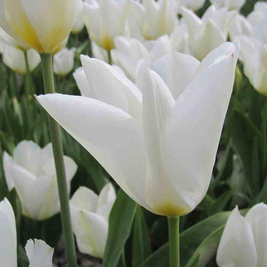 PURISSIMA AB TULPE