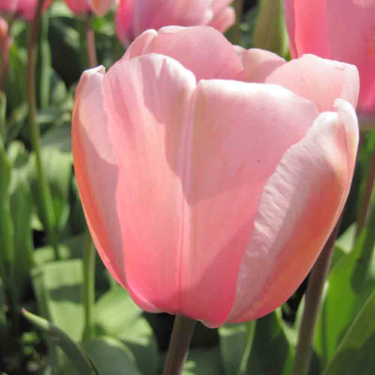 TULPE LACHS PRINT AB