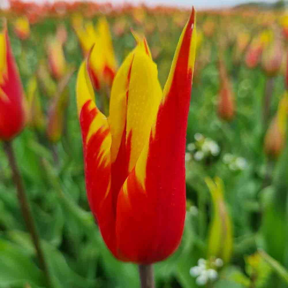 TULIP FIRE WINGS AB