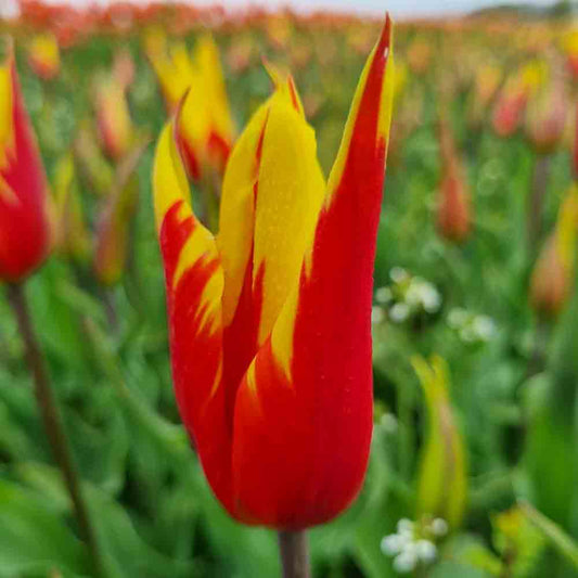 TULIP FIRE WINGS AB