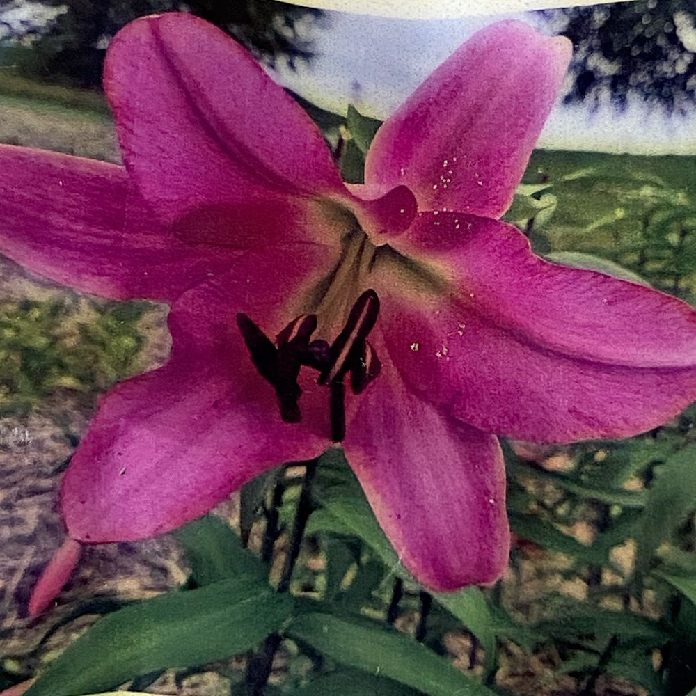 ORIENTAL LILY MALDANO AB