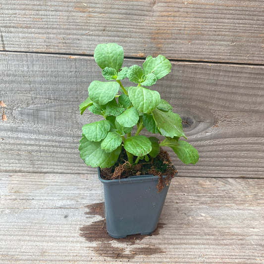 PLECTRANTHUS COLEUS CANINA AB - PLANT