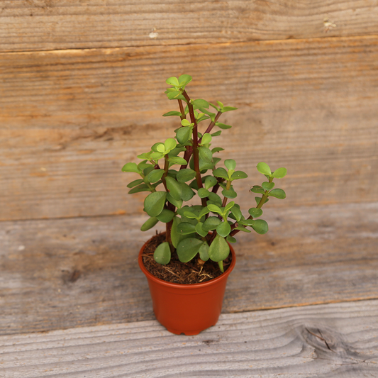 PORTULACA AB - PLANT