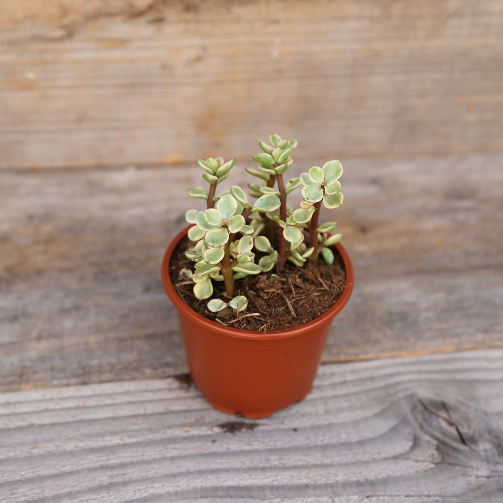 PORTULACA VARIEGATA AB - PLANT