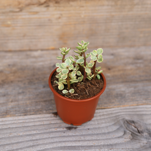 PORTULACA VARIEGATA AB - PLANT