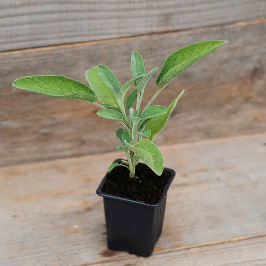 BROAD-LEAF SAGE BERGGARTEN NT - PLANT