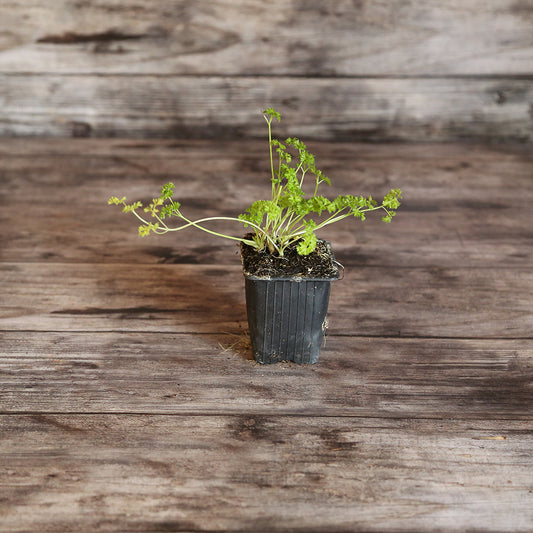 PARSLEY CURLY AB - PLANT