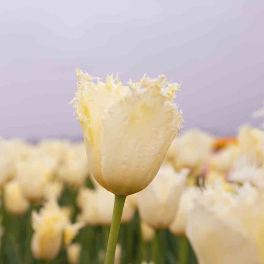 TULPE REBELLIOUS GELB