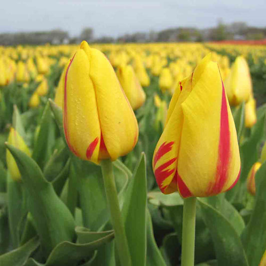 TULIP FREEDOM FLAME