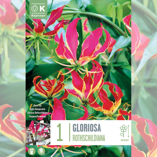GLORIOSA ROTHSCHILDIANA - LIS DE MALABAR 