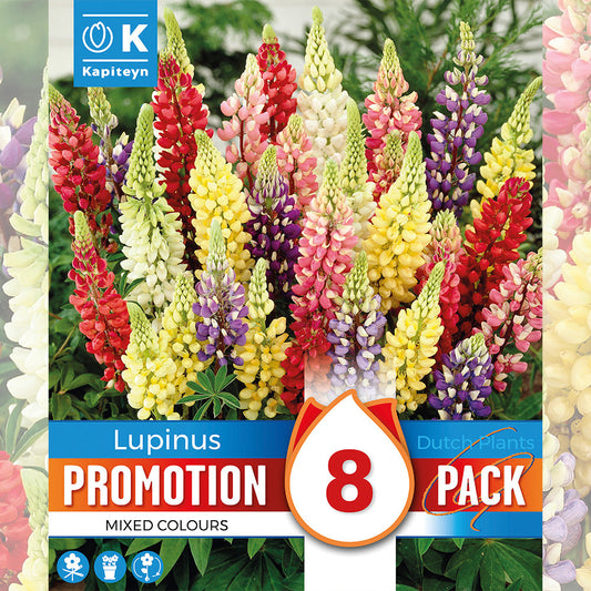 LUPINS EN MÉLANGE 